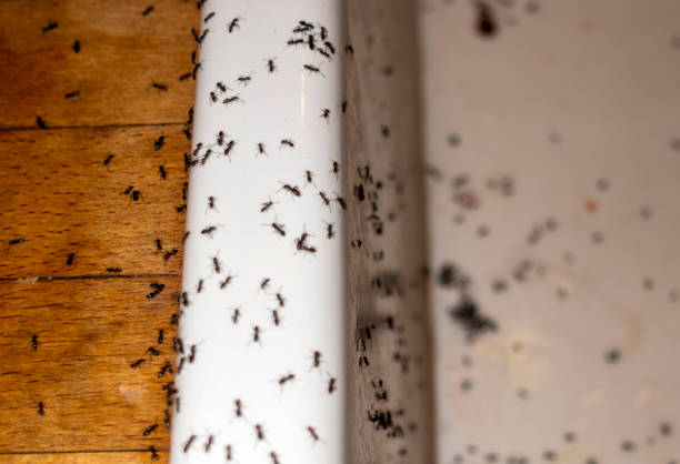 Best Emergency Pest Control  in Rosaryville, MD